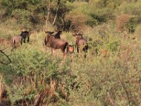 BlackRhinoReserve030 : 2016, 70th Birthday, Black Rhino Game Reserve, Buck