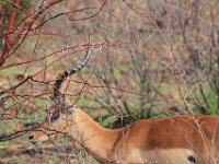 BlackRhinoReserve033 : 2016, 70th Birthday, Black Rhino Game Reserve, Buck