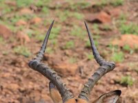 BlackRhinoReserve034 : 2016, 70th Birthday, Black Rhino Game Reserve, Buck