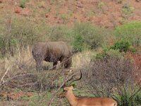 BlackRhinoReserve035 : 2016, 70th Birthday, Black Rhino Game Reserve, Buck