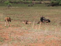 BlackRhinoReserve036 : 2016, 70th Birthday, Black Rhino Game Reserve, Buck