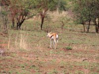 BlackRhinoReserve037 : 2016, 70th Birthday, Black Rhino Game Reserve, Buck