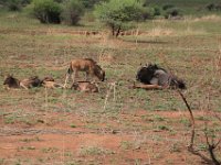 BlackRhinoReserve038 : 2016, 70th Birthday, Black Rhino Game Reserve, Buck
