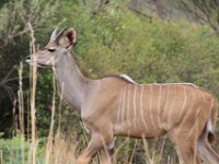 BlackRhinoReserve041 : 2016, 70th Birthday, Black Rhino Game Reserve, Buck