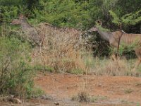 BlackRhinoReserve042 : 2016, 70th Birthday, Black Rhino Game Reserve, Buck