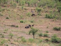 BlackRhinoReserve044 : 2016, 70th Birthday, Black Rhino Game Reserve, Buck