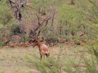 BlackRhinoReserve045 : 2016, 70th Birthday, Black Rhino Game Reserve, Buck
