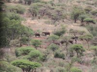 BlackRhinoReserve068 : 2016, Black Rhino Game Reserve, Buffalo