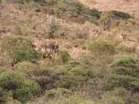 BlackRhinoReserve069 : 2016, 70th Birthday, Black Rhino Game Reserve, Buffalo