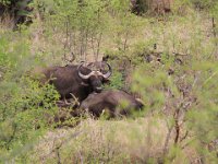 BlackRhinoReserve072 : 2016, 70th Birthday, Black Rhino Game Reserve, Buffalo