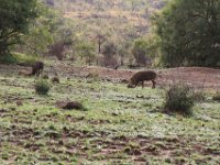 BlackRhinoReserve120 : 2016, 70th Birthday, Black Rhino Game Reserve, Warthog