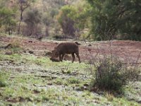 BlackRhinoReserve121 : 2016, 70th Birthday, Black Rhino Game Reserve, Warthog