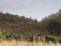 BlackRhinoReserve122 : 2016, 70th Birthday, Black Rhino Game Reserve, Zebra