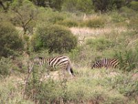 BlackRhinoReserve123 : 2016, 70th Birthday, Black Rhino Game Reserve, Zebra