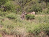 BlackRhinoReserve124 : 2016, 70th Birthday, Black Rhino Game Reserve, Zebra