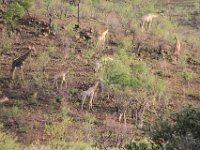 BlackRhinoReserve108 : 2016, 70th Birthday, Black Rhino Game Reserve, Giraffe