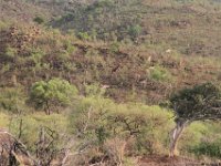 BlackRhinoReserve109 : 2016, 70th Birthday, Black Rhino Game Reserve, Giraffe