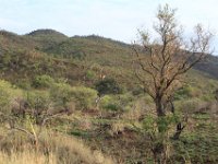BlackRhinoReserve110 : 2016, 70th Birthday, Black Rhino Game Reserve, Giraffe