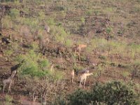 BlackRhinoReserve111 : 2016, 70th Birthday, Black Rhino Game Reserve, Giraffe