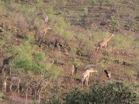 BlackRhinoReserve112 : 2016, 70th Birthday, Black Rhino Game Reserve, Giraffe