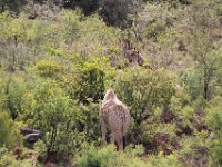 BlackRhinoReserve113 : 2016, 70th Birthday, Black Rhino Game Reserve, Giraffe