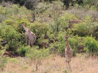 BlackRhinoReserve114 : 2016, 70th Birthday, Black Rhino Game Reserve, Giraffe