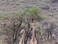 BlackRhinoReserve115 : 2016, Black Rhino Game Reserve, Giraffe