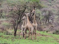 BlackRhinoReserve116 : 2016, Black Rhino Game Reserve, Giraffe