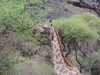 BlackRhinoReserve117 : 2016, Black Rhino Game Reserve, Giraffe