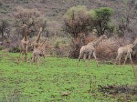BlackRhinoReserve119 : 2016, Black Rhino Game Reserve, Giraffe