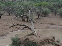 BlackRhinoReserve091 : 2016, 70th Birthday, Black Rhino Game Reserve, Trees