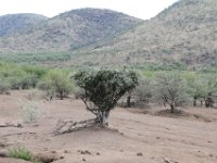 BlackRhinoReserve092 : 2016, 70th Birthday, Black Rhino Game Reserve, Trees