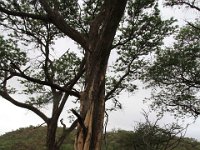 BlackRhinoReserve097 : 2016, Black Rhino Game Reserve, Trees
