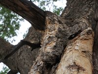 BlackRhinoReserve099 : 2016, Black Rhino Game Reserve, Trees