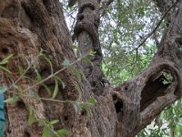 BlackRhinoReserve100 : 2016, Black Rhino Game Reserve, Trees