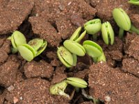 BlackRhinoReserve102 : 2016, Black Rhino Game Reserve, Plants