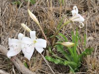 BlackRhinoReserve105 : 2016, Black Rhino Game Reserve, Plants
