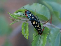 BlackRhinoReserve107 : 2016, 70th Birthday, Beetle, Black Rhino Game Reserve, Buffalo Thorn Lodge